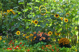 Late summer bed with sunflowers, dahlia Mystic 'Spirit', yellow sun hat 'Goldsturm' 'Little Goldstar' and nasturtiums
