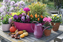 Pansies, horned violets, cyclamen, spurge 'Ascot Rainbow' and purplebells in pots and tin tub, pumpkins and chestnuts as decoration