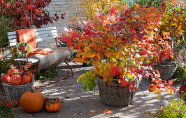 Indian summer on the terrace: feather bush in a basket, bench with seat fur and blanket, edible pumpkins