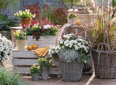 Baskets and pots with cushion aster 'Girasol', feather bristle grass 'Fireworks', horned violet, cyclamen, budding heather, stonecrop 'Chocolate Ball', tripmadam and barbed wire plant