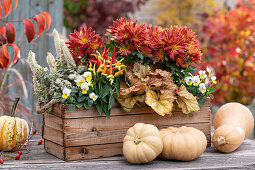 Herbstchrysantheme, Hornveilchen, Purpurglöckchen, essbare Zierpaprika 'Medusa' syn. 'Naschzipfel' und Chinesische Narrenkappe im Holzkasten, Kürbisse