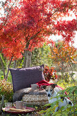 Cushion in front of bright red fan maple as a seat in the garden, dog Zula