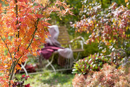 Fächerahorn mit leuchtendem Herbstlaub, im Hintergrund Gartenbank mit Decke als Sitzplatz