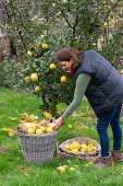 Woman harvesting quinces in the garden