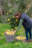 Frau bei der Quitten-Ernte im Garten