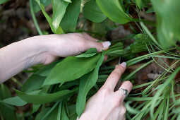 Harvesting wild garlic in the forest