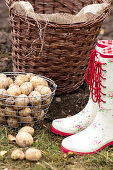 Freshly harvested potatoes in a metal basket next to wellies