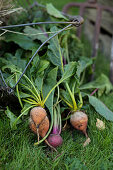 Freshly harvested beetroot