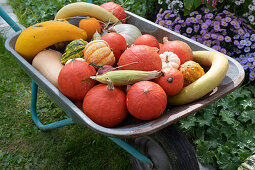 Harvested pumpkins in wheelbarrow: Hokkaido pumpkins, acorn squash, snake squash and Sweet Dumpling edible pumpkin, corn on the cob, ornamental pumpkins and yellow courgettes