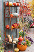 Pumpkins on a shelf on the terrace, decorated with rose hips, ornamental apples and peonies