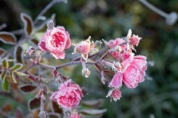 Pink rose blossoms in hoar frost