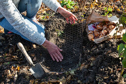 Placing tulip bulbs in wire mesh to protect them from voles.