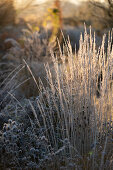 Gräser im Raureif im Garten