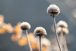 Gefrorener Samenstand von Sonnenhut (Echinacea)