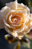Frozen rose blossom