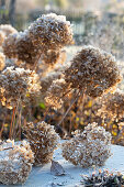 Snowball hydrangea - Hydrangea arborescens 'Annabelle