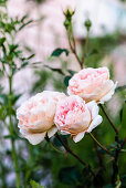 Pink roses in the garden