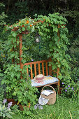 DIY arbour with struts for climbing plants in garden