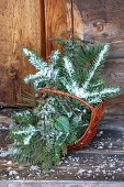 Basket with silver fir, spruce and pine trees