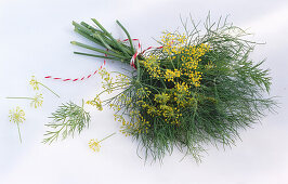 Bund Dill mit Dillblüten