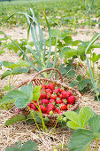 Freshly picked strawberries in a basket in a field