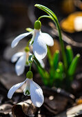 Schneeglöckchenblumen im Wald