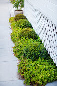 Border with boxwood balls and cranesbill 'Biokovo'