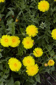 Dandelion flowers in the meadow