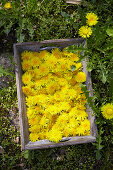 Dandelion flowers on a wooden tray