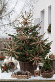 Nordmann fir, decorated with a DIY star made from pruning Miscanthus