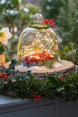 Toy car with fairy lights under glass bell jar and garland of fir branch and holly 'Blue Princess'.