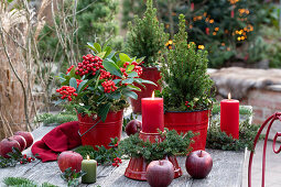 Christmas decoration with skimmia (Skimmia), sugar loaf spruce 'Conica' (Picea glauca), candles and apples