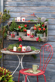 Holzregal mit Zuckerhutfichte (Picea glauca), Skimmie (Skimmia) und Scheinbeeren (Gaultheria procumbens) an Bretterwand, davor Sitzplatz