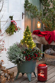 Christmas decoration with budding heather (Calluna), false berries (Gaultheria procumbens) and sugar loaf spruce 'Conica' (Picea glauca) on the terrace