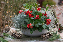 Weihnachtsdekoration mit Skimmie (Skimmia), Stacheldrahtpflanze (Calocephalus Brownii) und Helichrysum