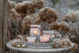 Winter decoration - tray with lanterns in front of smooth hydrangea (Hydrangea arborescens) 'Annabelle