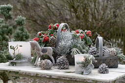 Weihnachtsdekoration mit Skimmie (Skimmia), Stacheldrahtpflanze (Calocephalus Brownii), Windlicht, kleinem Schaukelpferd und Zapfen