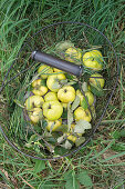 A basket of quinces in a meadow