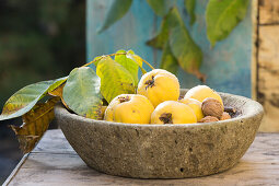 Quinces, walnut leaves and walnuts in a natural stone bowl