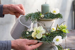 Hands pouring winter decoration from cups, candle, fir twigs, and Christmas roses (Helleborus Niger)