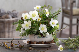 Gesteck aus Tannenzweigen und Christrosen in Suppenschüssel, (Helleborus Niger)