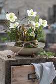 Blumengebinde mit Christrose (Helleborus Niger), Hemlocktanne und Windlicht