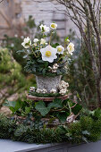 Cake stand made of wooden discs with Christmas roses (Helleborus niger) fir branches, ivy (Hedera), snowberry (Symphoricarpos) Christmas decoration