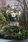 Etagere aus Holzscheiben mit Christrosen (Helleborus niger) Tannenzweigen, Efeu (Hedera), Schneebeere (Symphoricarpos) Weihnachtsdekoration