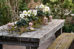 Table decoration with Christmas roses in moss wrapped pots and branches