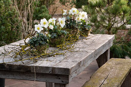 Tischdekoration mit Christrosen, (Helleborus Niger) in Moos umwickelte Töpfe und Zweige