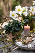 Tischdekoration mit Christrosen, (Helleborus Niger) in Moos umwickelten Töpfen und Kerze