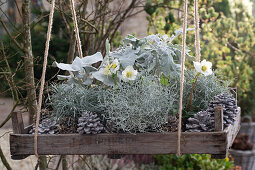 Hängendes Pflanzentablett mit Christrose (Helleborus niger), Stacheldrahtpflanze (Leucophyta brownii), Greiskraut und Zapfen