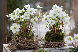 Flowerpots with Christmas roses, (Helleborus Niger), naturally wrapped with moss and Chinese silver grass (Miscanthus)
