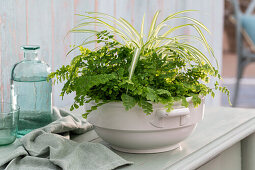 Maidenhair fern (Adiantum raddianum), green lily (Chlorophytum comosum), in soup tureen